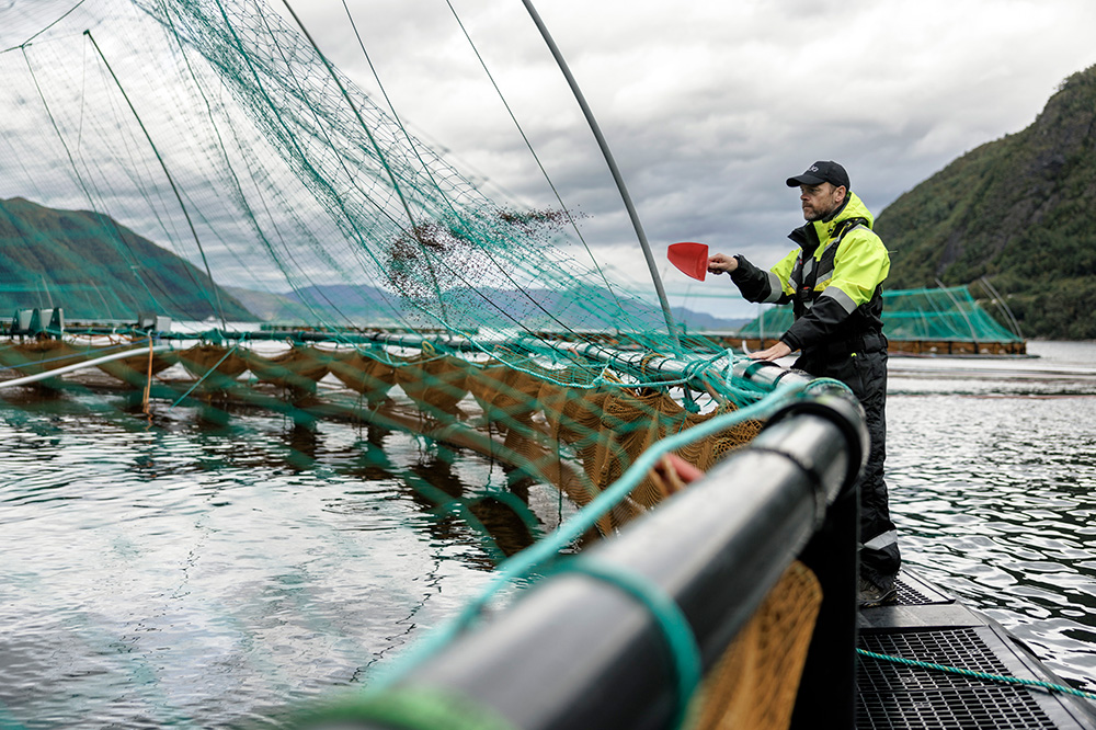 Mating av fisk i oppdrettsanlegg.